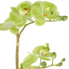 Phalaenopsis x2, 50cm, green, in white ceramic pot 9x11cm, Real Touch