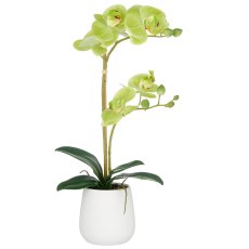 Phalaenopsis x2, 50cm, grün, im weißen Keramiktopf 9x11cm, Real Touch