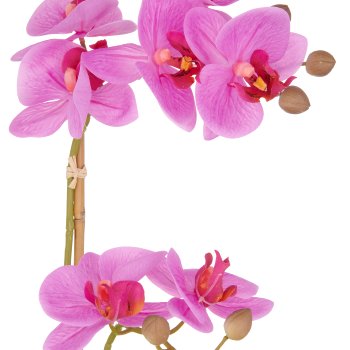Phalaenopsis x2, 50cm, lila, im weißen Keramiktopf 9x11cm, Real Touch