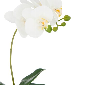 Phalaenopsis, 36cm, weiß, im Keramiktopf 8x9cm silber, Real Touch