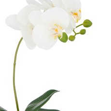 Phalaenopsis, 36cm, weiß, im Keramiktopf 8x9cm silber, Real Touch