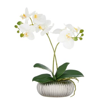 Phalaenopsis x2, 38cm, weiß, in Keramikschale 16x9x7cm silber, Real Touch
