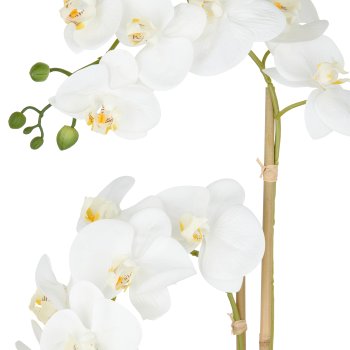 Phalaenopsis x2, 60cm, weiß, im Keramiktopf 14x13cm sand, Real Touch