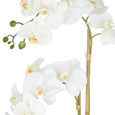 Phalaenopsis x2, 60cm, weiß, im Keramiktopf 14x13cm sand, Real Touch