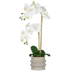 Phalaenopsis x2, 60cm, weiß, im Keramiktopf 14x13cm sand, Real Touch