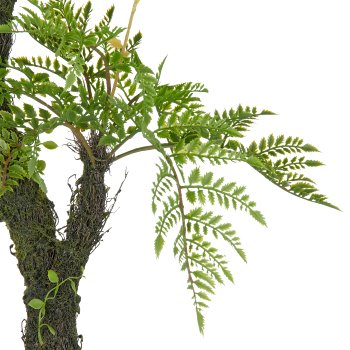 Tree fern x2 on moss stem, approx. 80cm, green, in plastic pot 13.5x13cm