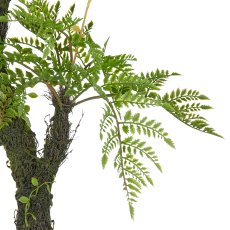 Tree fern x2 on moss stem, approx. 80cm, green, in plastic pot 13.5x13cm