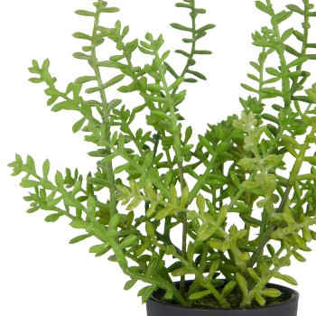Sedum acre Yellow Queen, 27cm, green, in plastic pot 8x7cm