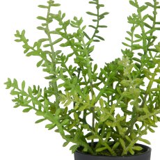 Sedum acre Yellow Queen, 27cm, green, in plastic pot 8x7cm