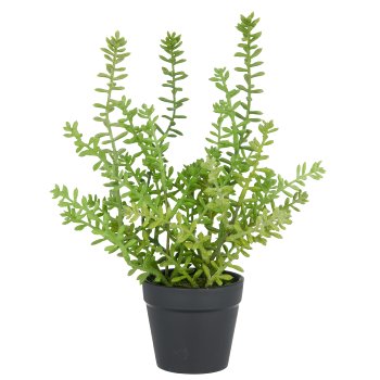 Sedum acre Yellow Queen, 27cm, green, in plastic pot 8x7cm