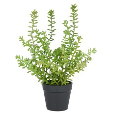 Sedum acre Yellow Queen, 27cm, green, in plastic pot 8x7cm