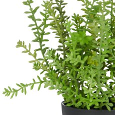 Sedum acre Yellow Queen, 32cm, grün, im Kunststofftopf 12,5x11cm