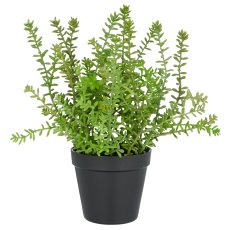 Sedum acre Yellow Queen, 32cm, green, in plastic pot 12.5x11cm