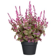 Salvia superba XL, approx 50cm, pink, in plastic pot 18x14cm, UV-resistant