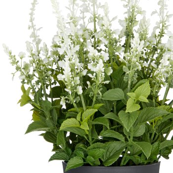 Salvia superba XL, approx. 50cm, white, in plastic pot 18x14cm, UV-resistant