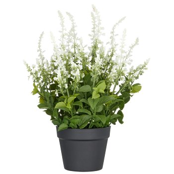 Salvia superba XL, approx. 50cm, white, in plastic pot 18x14cm, UV-resistant