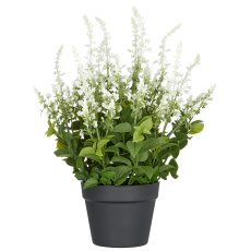 Salvia superba XL, approx. 50cm, white, in plastic pot 18x14cm, UV-resistant