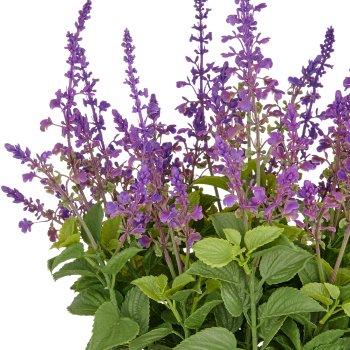 Salvia superba XL, ca 50cm, lila, im Kunststofftopf 18x14cm, UV-beständig