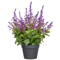 Salvia superba XL, ca 50cm, lila, im Kunststofftopf 18x14cm, UV-beständig