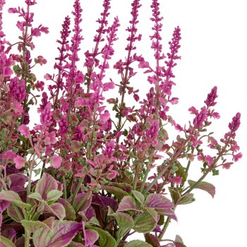 Salvia superba XXL, ca 65cm, pink, im Kunststofftopf 28x25cm, UV-beständig