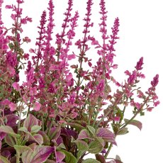 Salvia superba XXL, ca 65cm, pink, im Kunststofftopf 28x25cm, UV-beständig