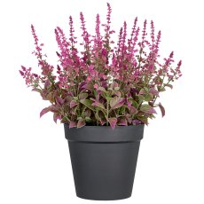 Salvia superba XXL, approx 65cm, pink, in plastic pot 28x25cm, UV-resistant