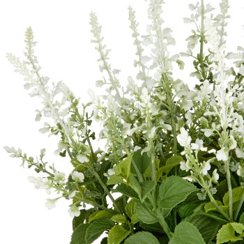 Salvia superba XXL, approx. 65cm, white, in plastic pot 28x25cm, UV-resistant