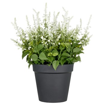 Salvia superba XXL, approx. 65cm, white, in plastic pot 28x25cm, UV-resistant