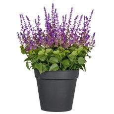 Salvia superba XXL, approx. 65cm, purple, in plastic pot 28x25cm, UV-resistant