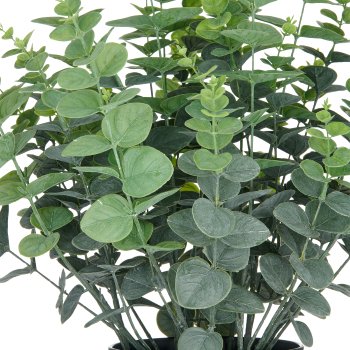 Eucalyptus gunnii XL, approx. 60cm, green-grey, in plastic pot 18x14cm, UV-resistant