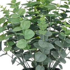 Eucalyptus gunnii XL, approx. 60cm, green-grey, in plastic pot 18x14cm, UV-resistant