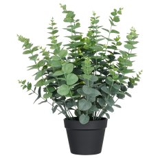 Eukalyptus gunnii XL, ca 60cm, grüngrau, im Kunststofftopf 18x14cm, UV-beständig