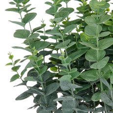 Eucalyptus gunnii XXL, 70cm, green, in plastic pot 28x25cm, UV-resistant