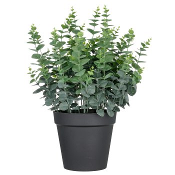 Eucalyptus gunnii XXL, 70cm, green, in plastic pot 28x25cm, UV-resistant
