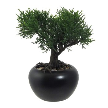 Bonsai Cedar, ca. 19cm, in ceramic pot black Ø10cm, with Gravel