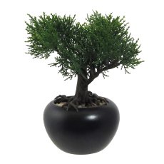 Bonsai Cedar, ca. 19 cm, In