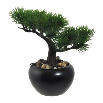 Bonsai Pine, ca. 19cm, in ceramic pot, black Ø10cm, with Gravel