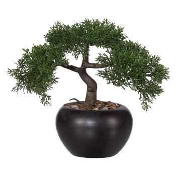 Bonsai Cedar, ca. 26cm, in ceramic pot black Ø15cm, with Gravel