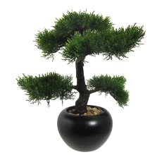 Bonsai Cedar, ca. 37 cm, In