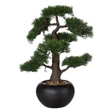Bonsai Cedar, ca. 48 cm, In