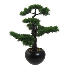 Bonsai Cedar, ca. 60 cm, In