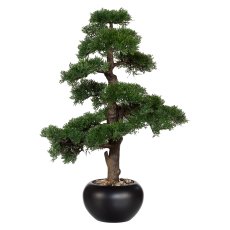 Bonsai Cedar, ca. 70 cm, In