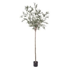 Olive High Trunk, ca. 220 cm,