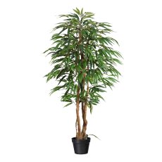 Weeping-Ficus, 150cm, 720 Bl., Naturstamm, grün im Kunststofftopf 17x14,5cm