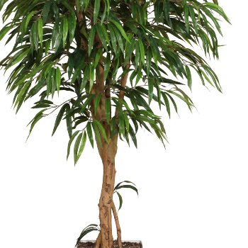 Weeping Ficus, ca. 180cm, 1368 leaves, natural trunk, with Pot, green