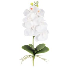 Phalaenopsis x 6, ca. 40cm, 4 Leaves, white