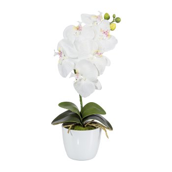 Phalaenopsis x6, ca 40cm, weiß, im Keramiktopf 11cm