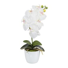 Phalaenopsis x 6, ca 40cm, white, in ceramic pot 11cm