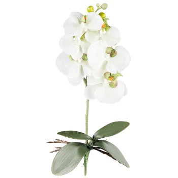 Phalaenopsis x6, ca 40cm, 4 Blätter, grüncreme