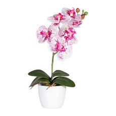 Phalaenopsis x6, ca 40cm, 4 Blätter, weiß-fuchsia